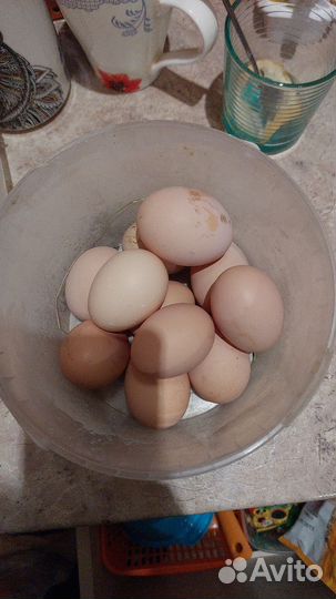Инкубационное яйцо Брама и Пушкинская