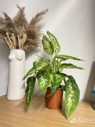 Диффенбахия