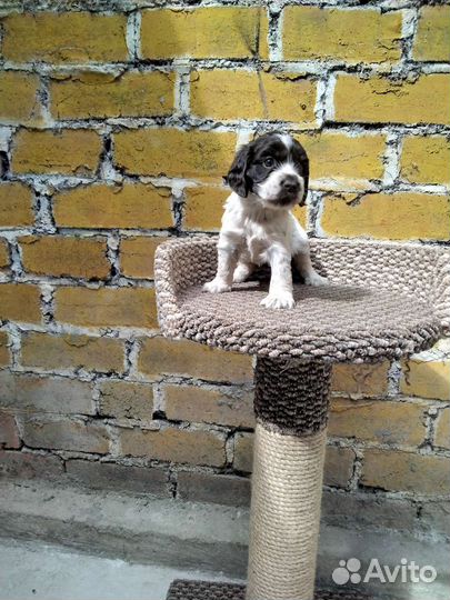 Русский спаниель