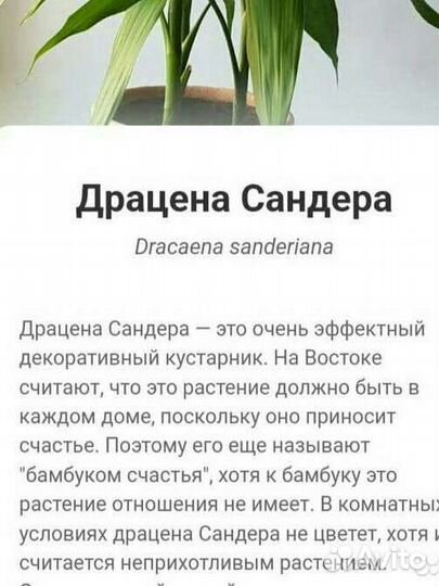 Драцена Сандера, дерево счастья