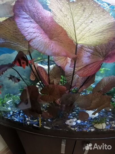 Нимфея тигровая красная (детка)