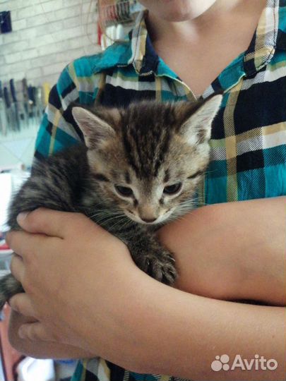 Кошки