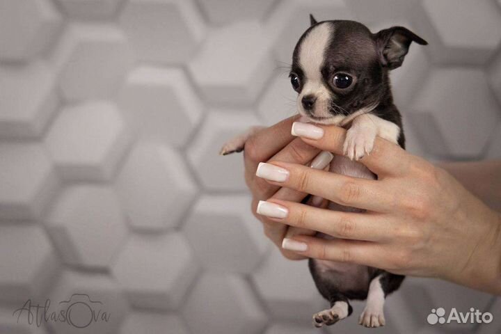 Микро Чиппи