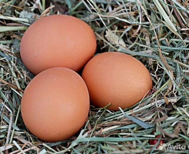 Яйцо домашнее