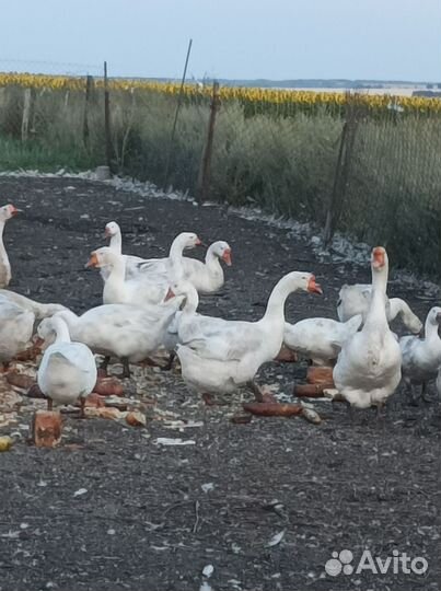 Гуси на доращивание живым весом.мясо гусей