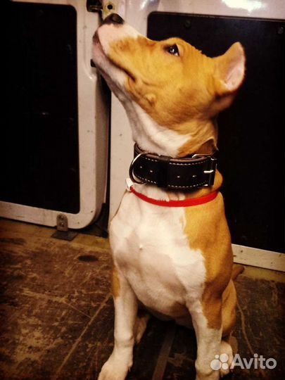 Ошейники для собак любых пород