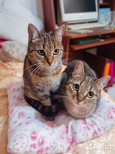 Наша мама ну где же ты