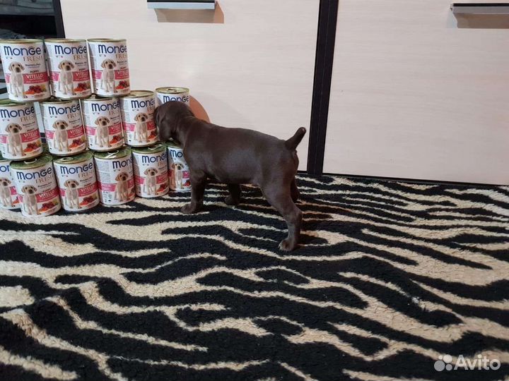 Щенки курцхаара