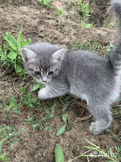 Котик в добрые руки