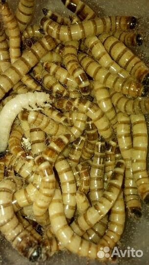 Зоофобас,мучной червь