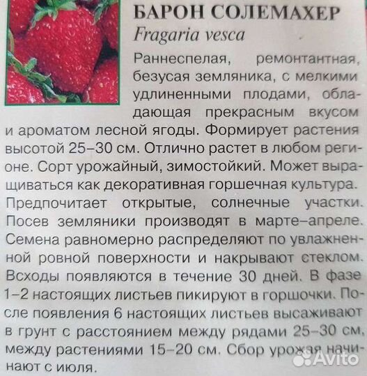 Земляника садовая безусая ремонтантная сортовая