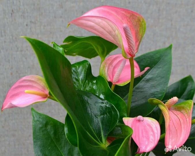 Антуриумы разные сорта - 2 ч