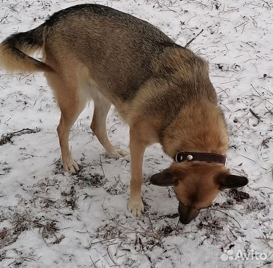 Собака в добрые руки отдам бесплатно