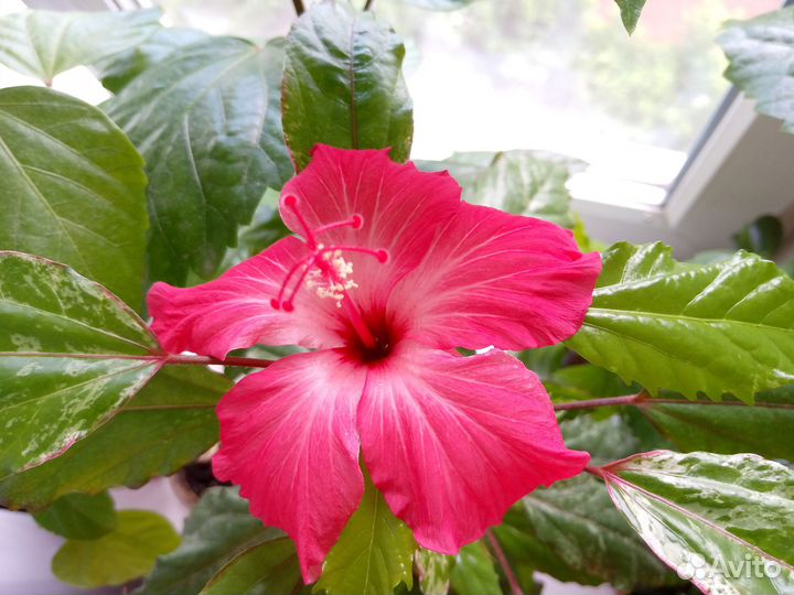 Продам цветы комнатные