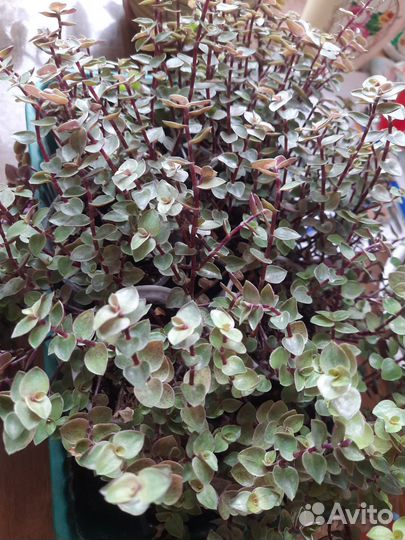 Комнатные растения цветы каллизии