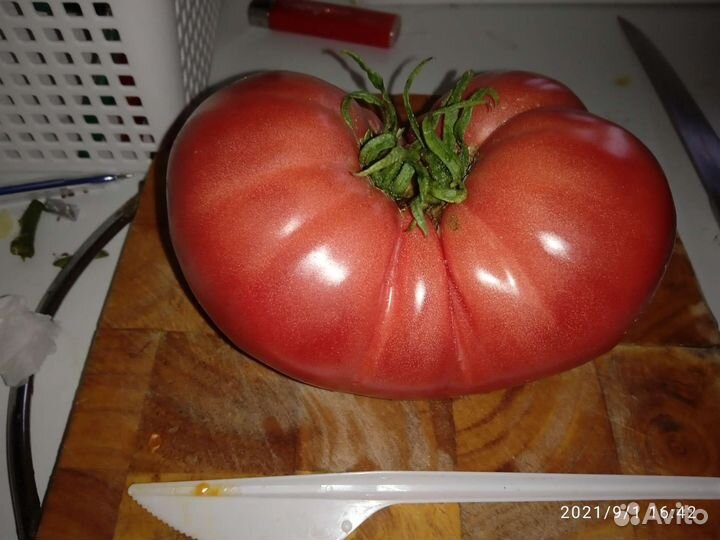 Семена сортовых-коллекционных томатов