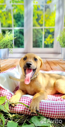 Собаки бесплатно