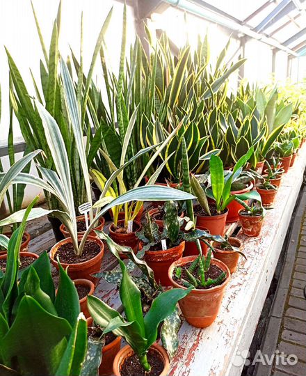 Комнатные растения для дома и офиса