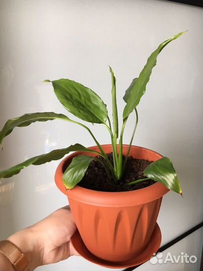 Спатифиллум(женское счастье)