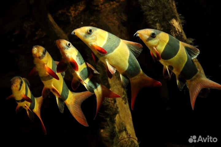 Боция. Клоун. Шахматная. Аквариумные рыбки. Фильтр