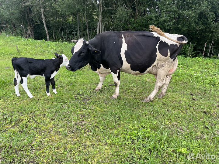 Корова дойная с теленком