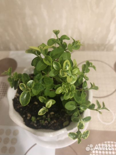 Премна вариегатная азиатская