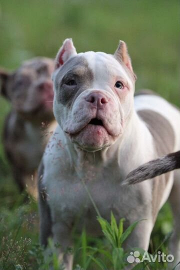 Американский булли