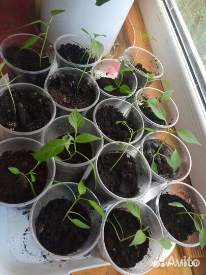 Рассада перец острый горький комнатный