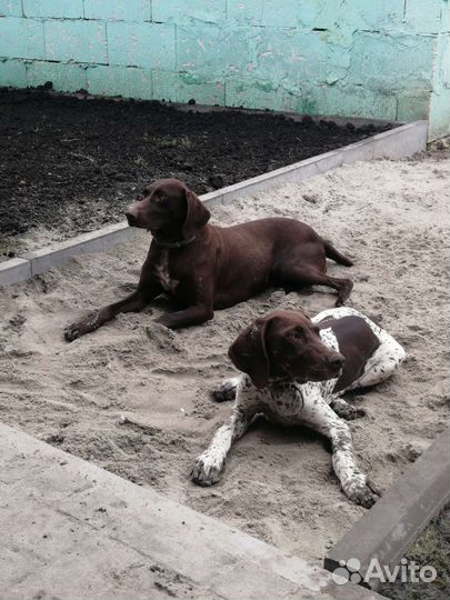 Курцхаар в добрые руки