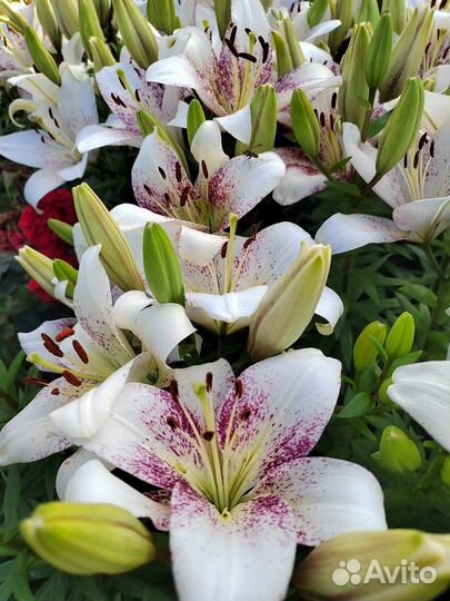 Лилии луковицы