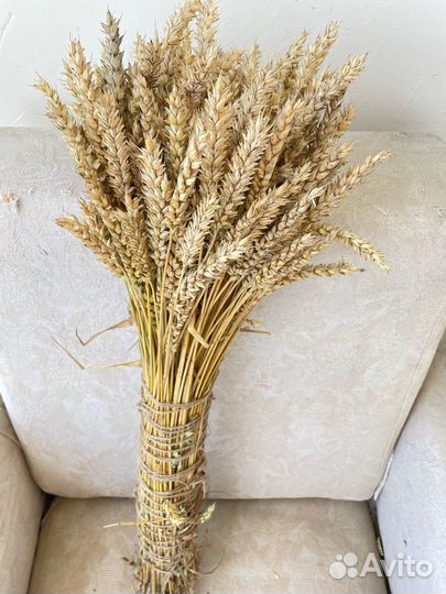Колосья пшеницы