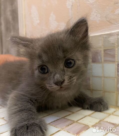 Котята в добрые руки мальчики