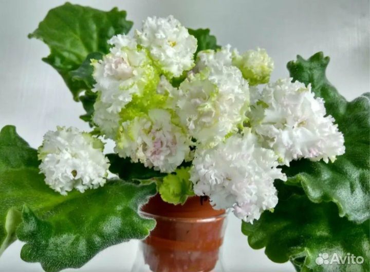 Сортовые фиалки