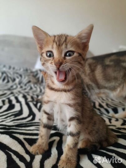 Бенгальские котята