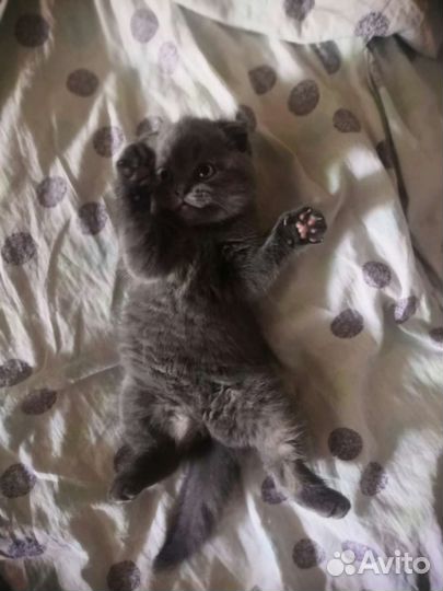 Шотландская