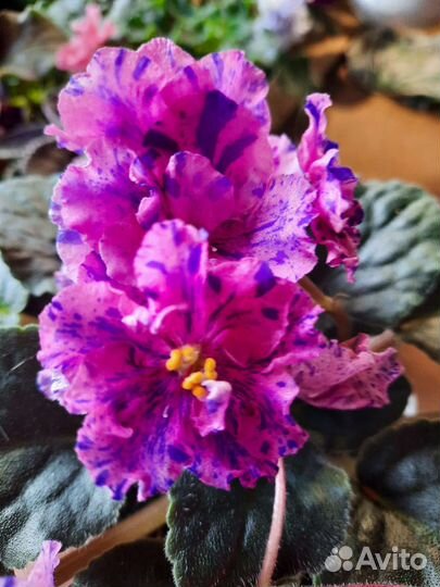 Фиалки (детки )