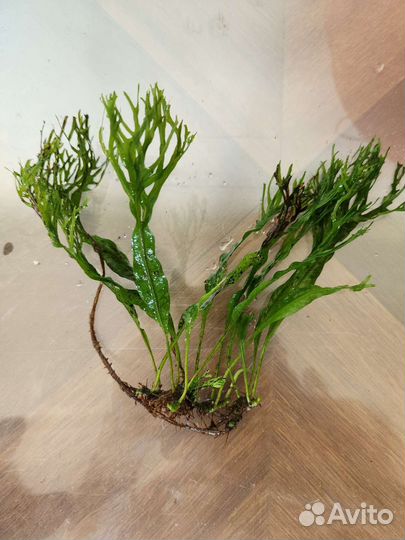 Аквариумные растения