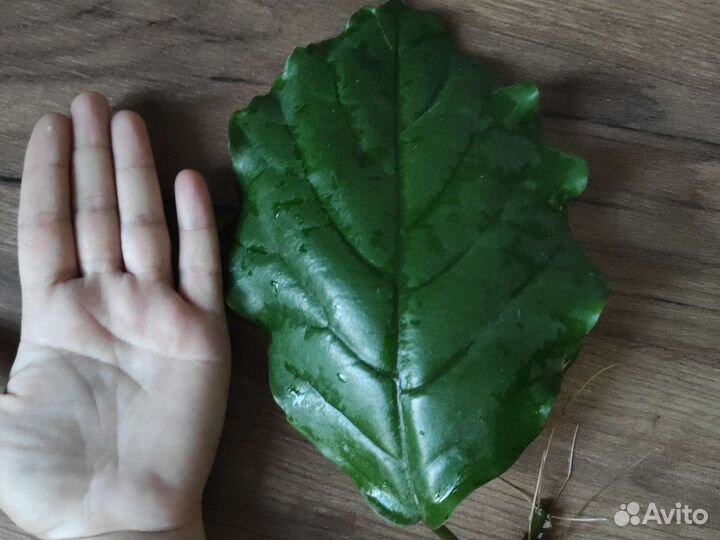 Тетрастигма