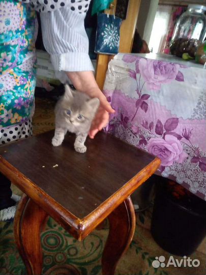 Котята отдам бесплатно