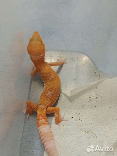 Эублефар малыши