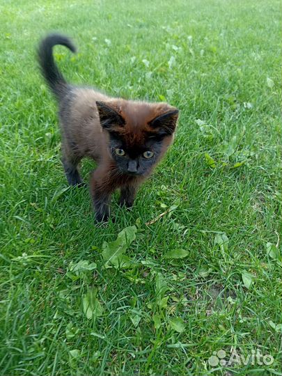 Кошка в дар бесплатно