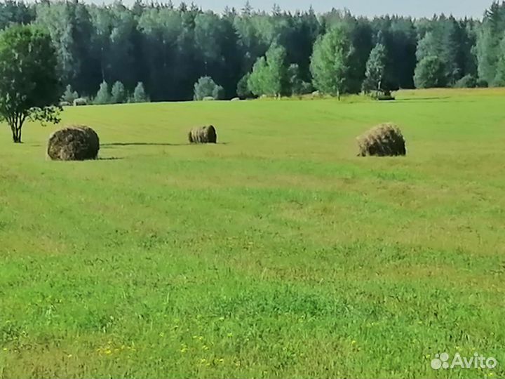 Сено в рулонах 2023г. 9