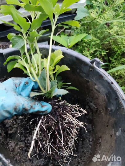 Пахизандра 2 сорта