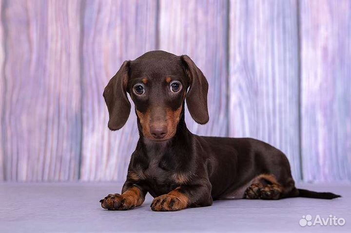 Такса кроличья, очень маленькая девочка