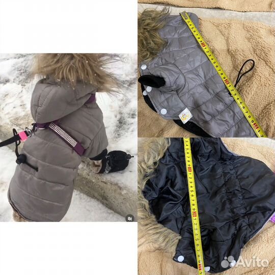 Одежда для чихуахуа