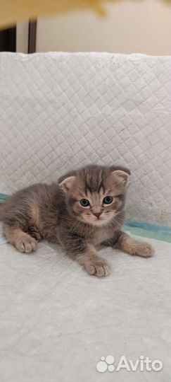 Шотландские вислоухие котята