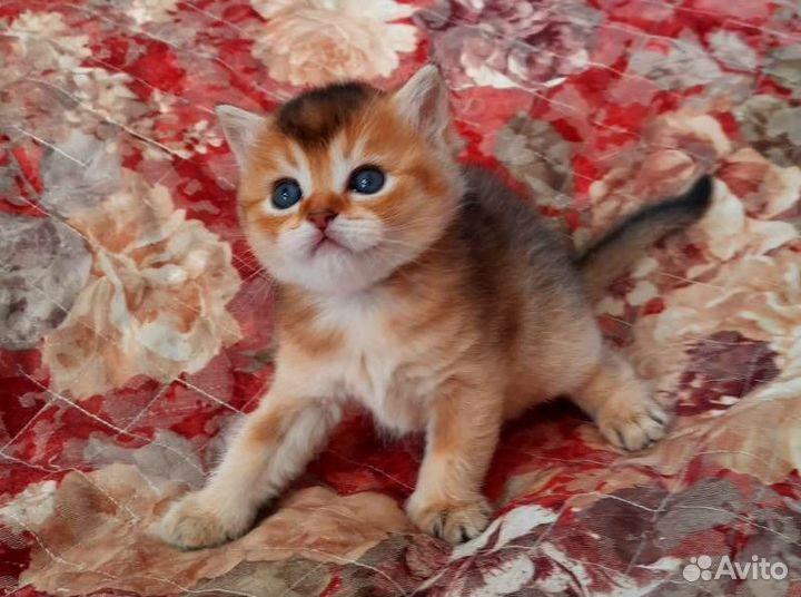 Вислоушка и прямоушка окрас черное золото