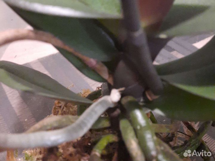 Орхидея Ола