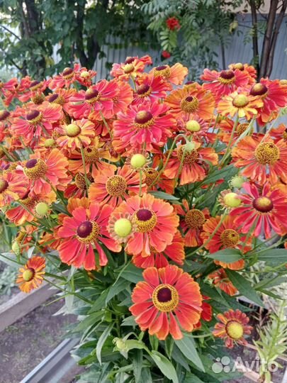 Многолетники садовые