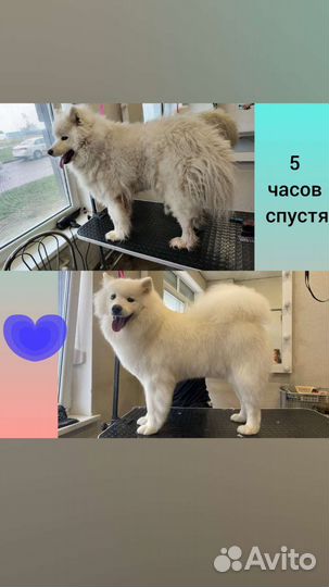 Стрижка собак и кошек